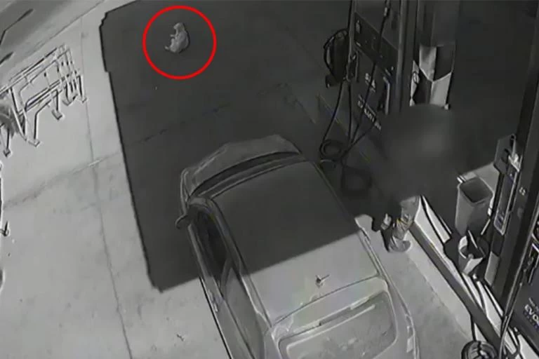 Εξοργιστικό βίντεο από τα Χανιά: Η στιγμή που αυτοκίνητο πατάει και σκοτώνει σκύλο σε βενζινάδικο (βίντεο)